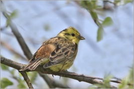 <p>STRNAD OBECNÝ (Emberiza citrinella) ----- /Yellowhammer - Goldammer/</p>
